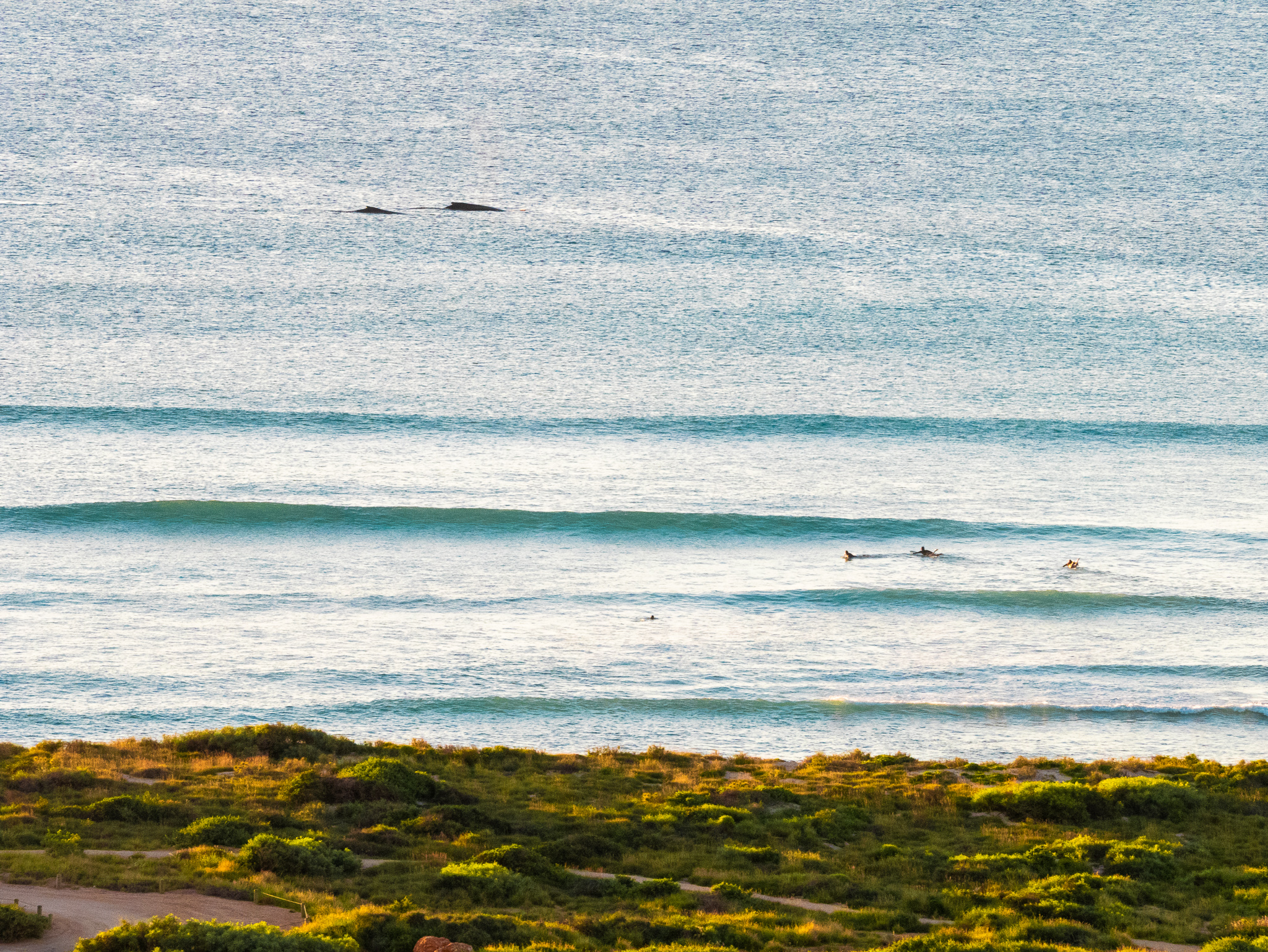 a blue ocean with two whales in the background. Two surfers are paddling into small waves nearby. A grassy dune is in the forefront. 