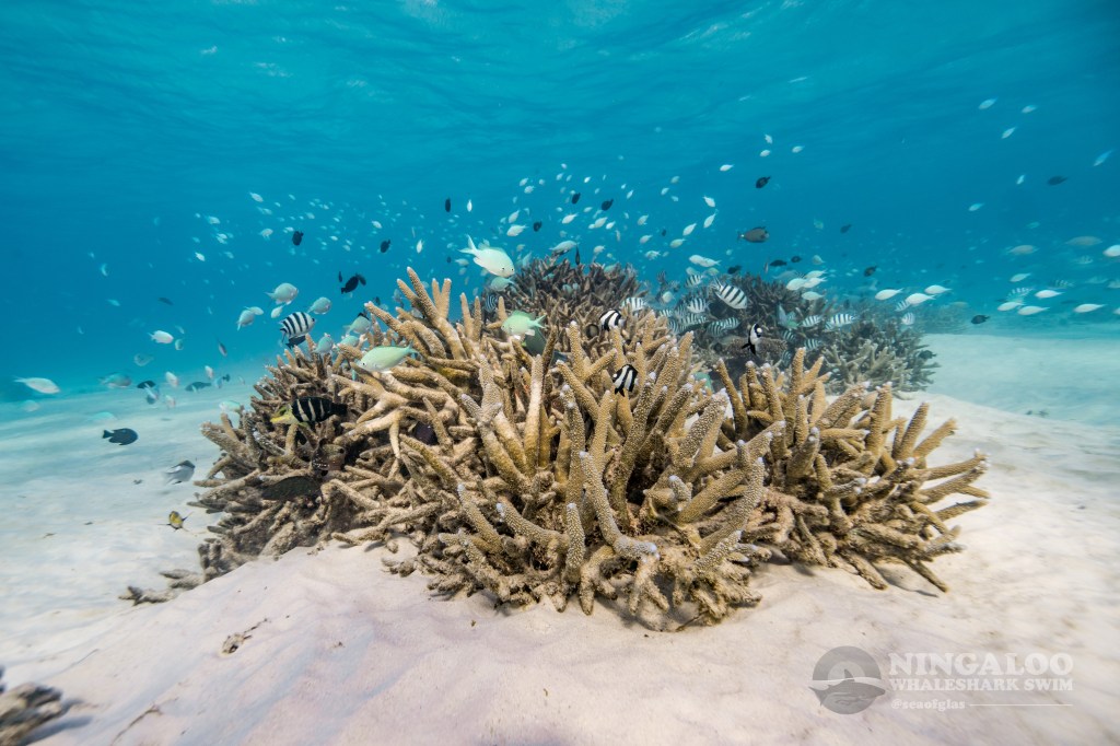 Coral shaped like fingers with hundresd of tiny fish.